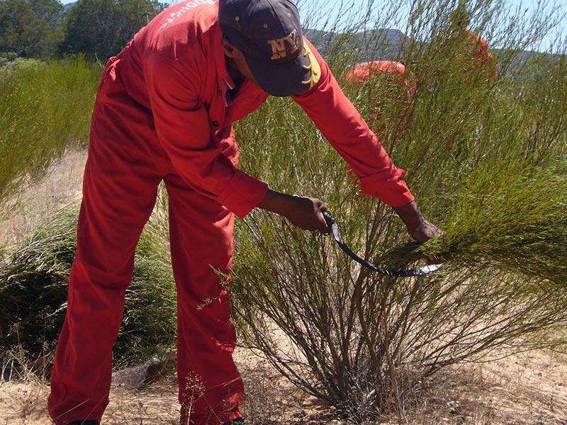 Harvesting -- Decoration Image 1